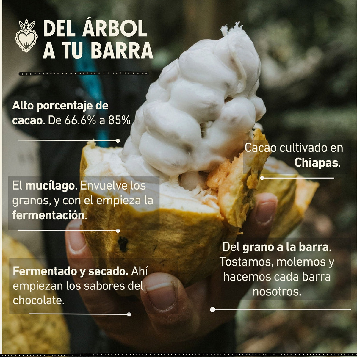 Mazorca de cacao abierta: del árbol a tu barra. Cacao de Chiapas, fermentado y secado, hecho del grano a la barra por AMARTE